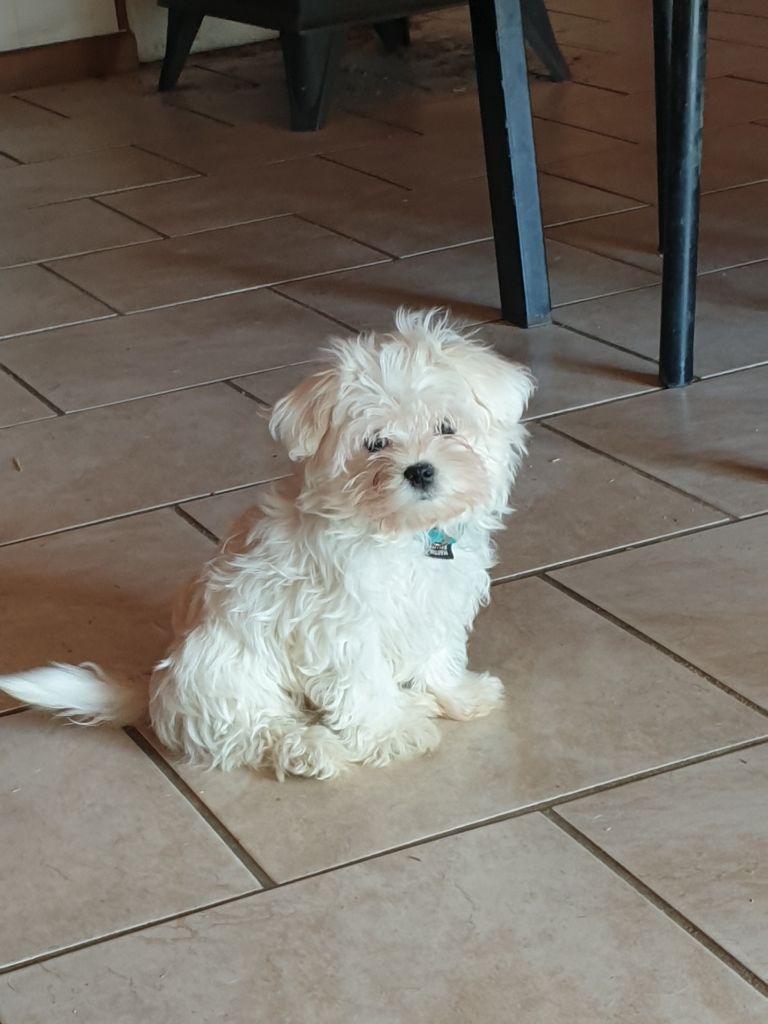 du domaine de Std Gladyce - Chiot disponible  - Bichon maltais