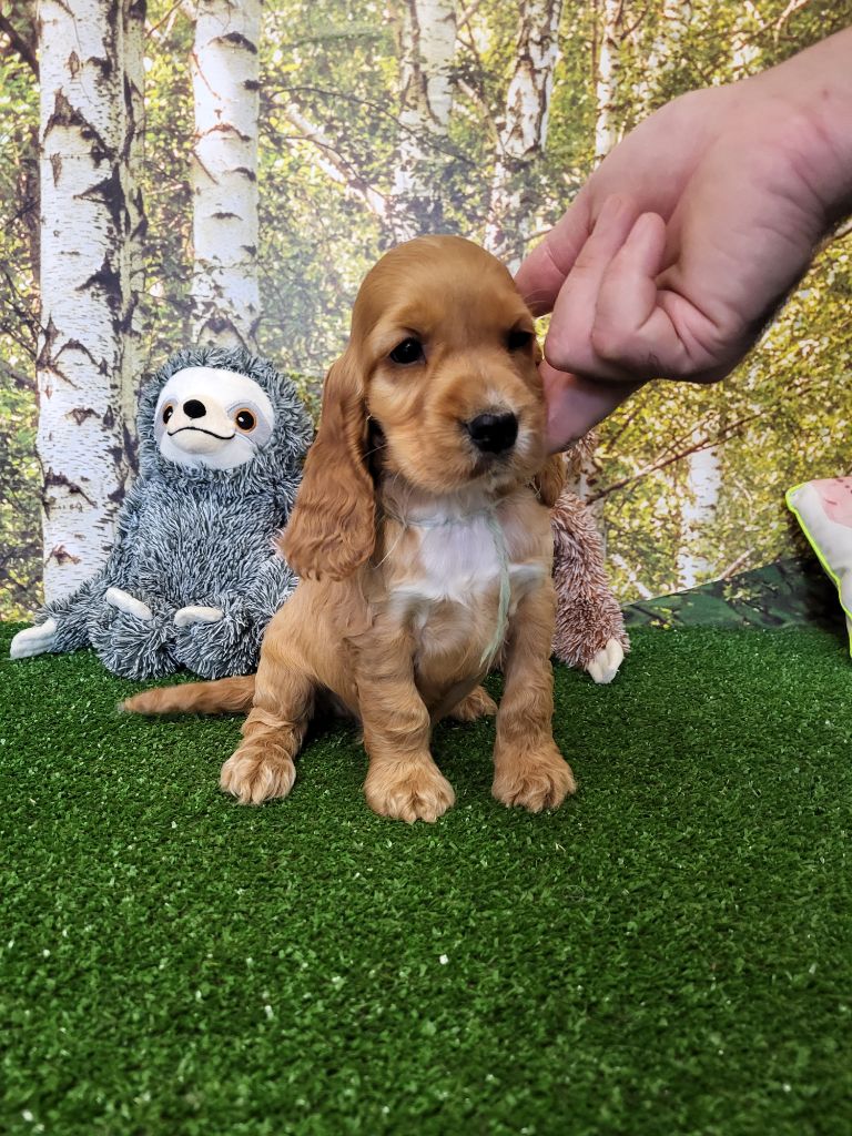 du domaine de Std Gladyce - Chiot disponible  - Cocker Spaniel Anglais