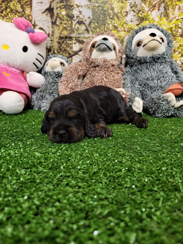 du domaine de Std Gladyce - Chiot disponible  - Cocker Spaniel Anglais