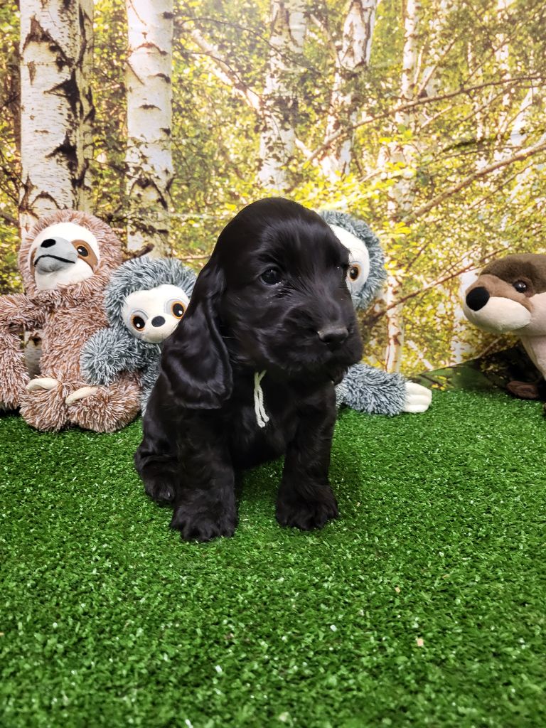 du domaine de Std Gladyce - Chiot disponible  - Cocker Spaniel Anglais