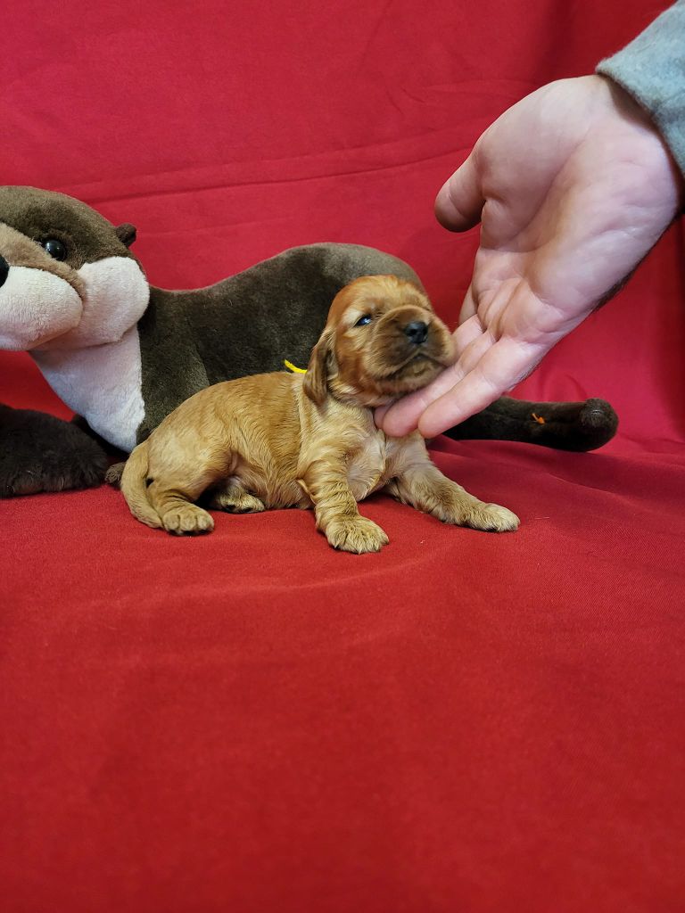 du domaine de Std Gladyce - Chiot disponible  - Cocker Spaniel Anglais