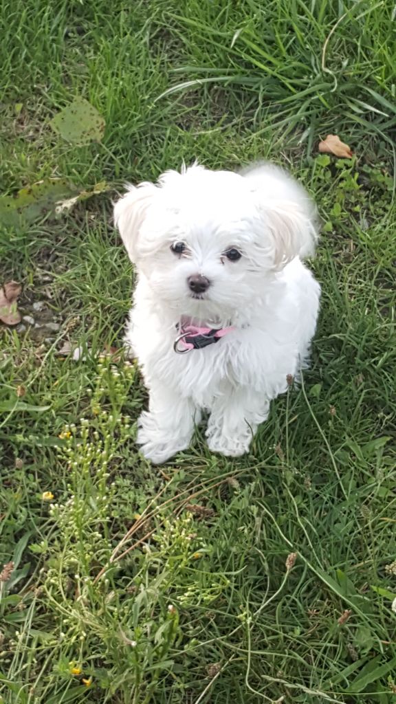 du domaine de Std Gladyce - Chiot disponible  - Bichon maltais