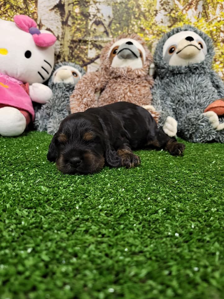 chiot Cocker Spaniel Anglais du domaine de Std Gladyce