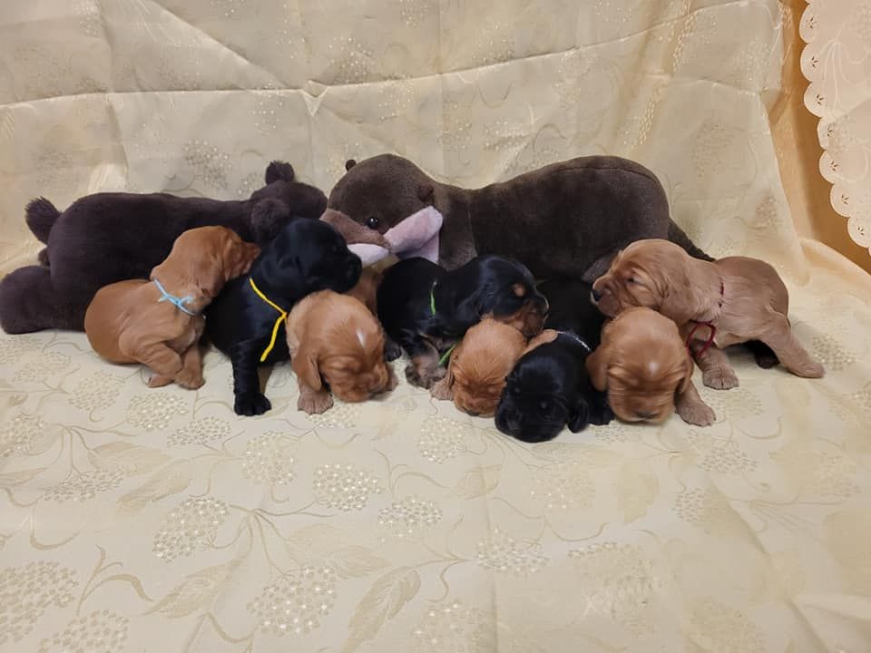 chiot Cocker Spaniel Anglais du domaine de Std Gladyce