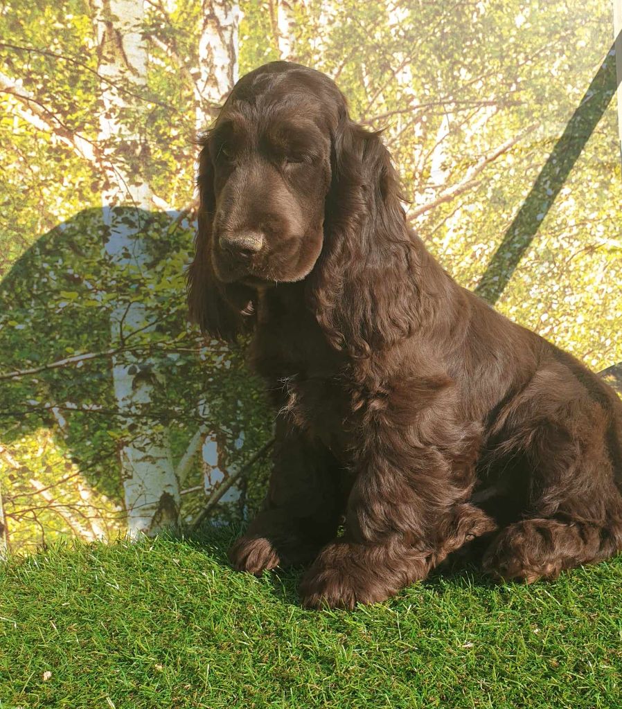 chiot Cocker Spaniel Anglais du domaine de Std Gladyce