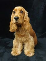 chiot Cocker Spaniel Anglais du domaine de Std Gladyce