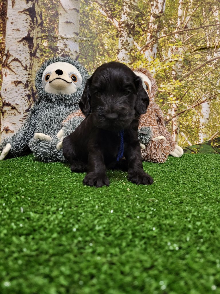 du domaine de Std Gladyce - Chiot disponible  - Cocker Spaniel Anglais