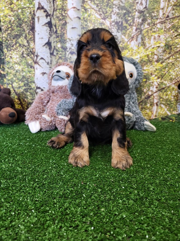 du domaine de Std Gladyce - Chiot disponible  - Cocker Spaniel Anglais