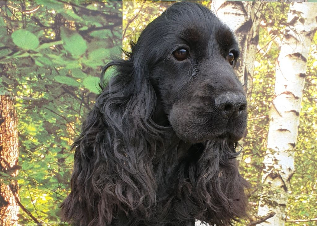 V' diana du domaine de Std Gladyce