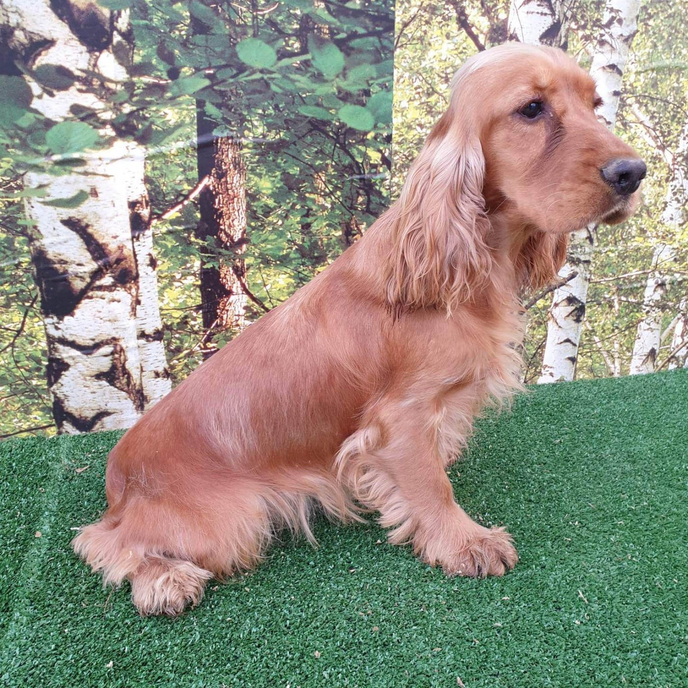 V'luxxum du domaine de Std Gladyce