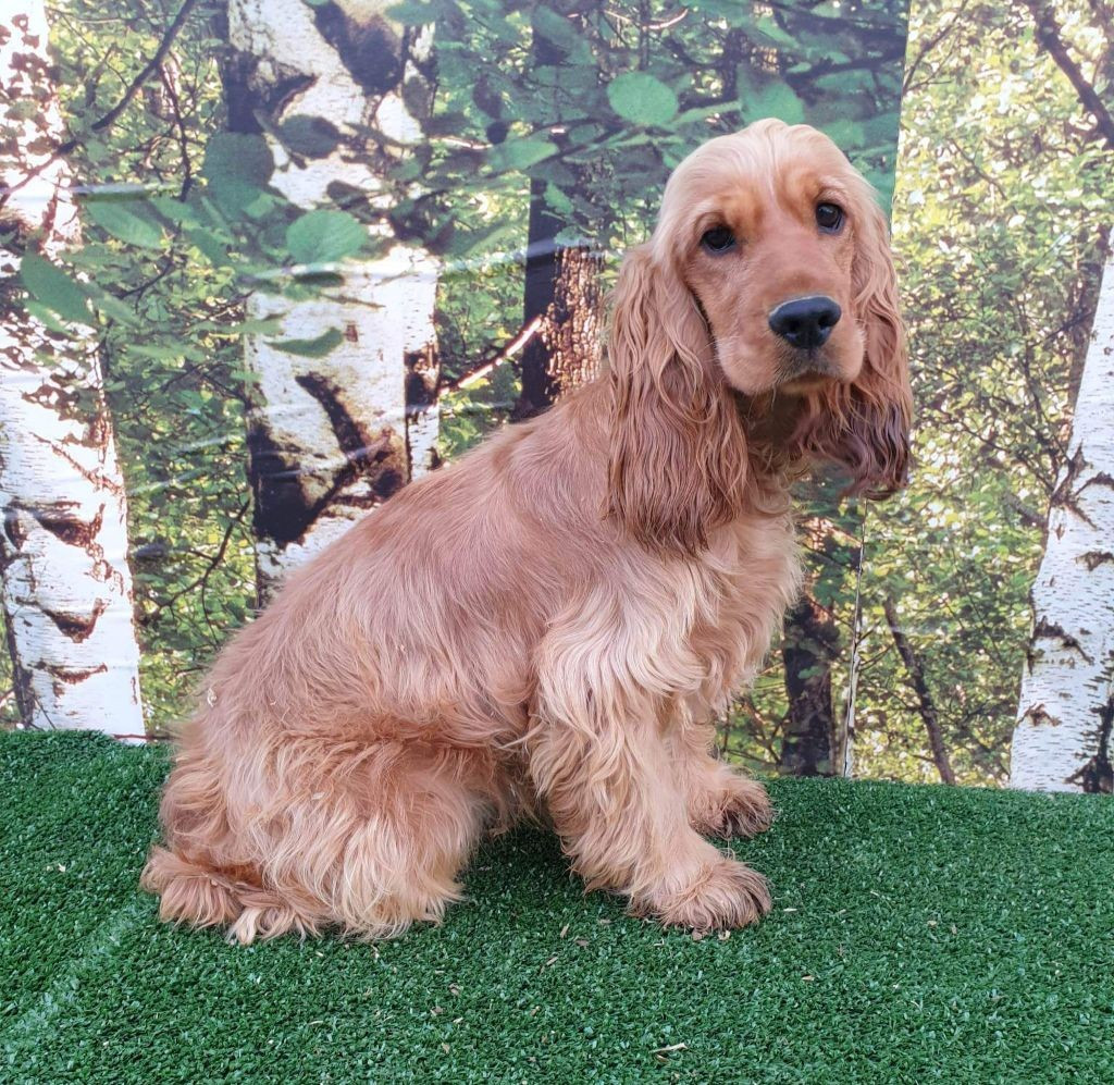 Van dame du domaine de Std Gladyce