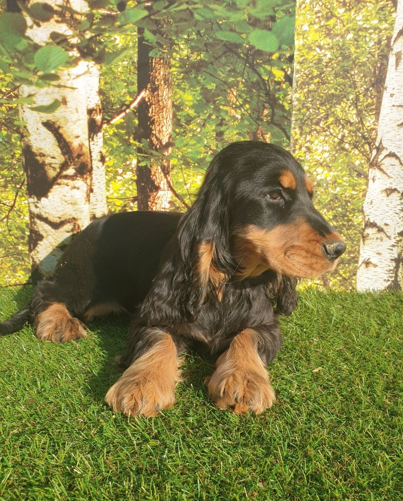 V'farmall du domaine de Std Gladyce