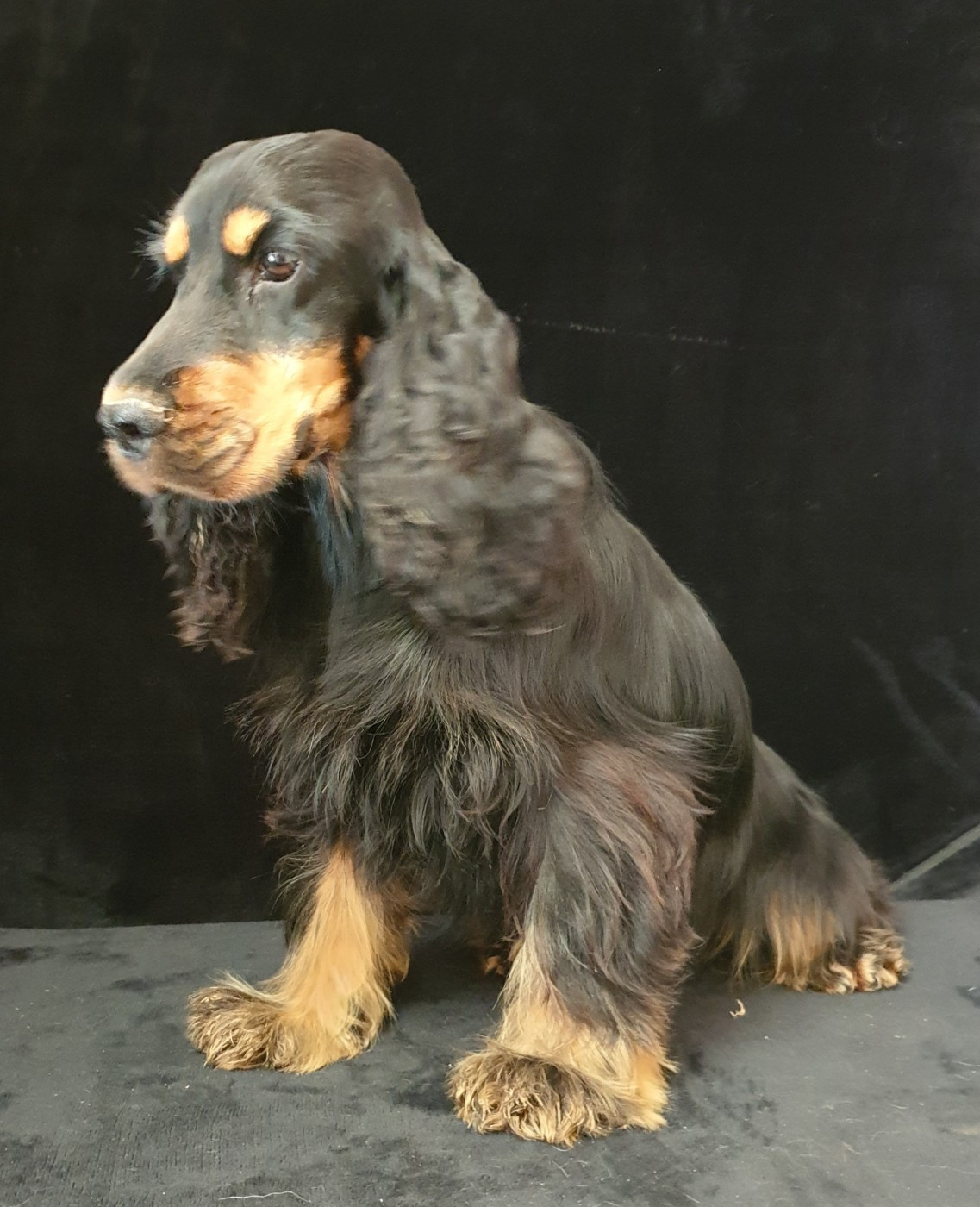 Vaska du domaine de Std Gladyce