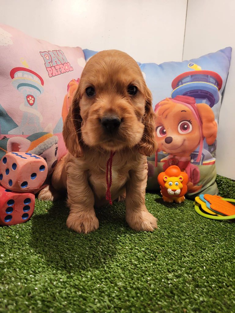 Ashtonn du domaine de Std Gladyce