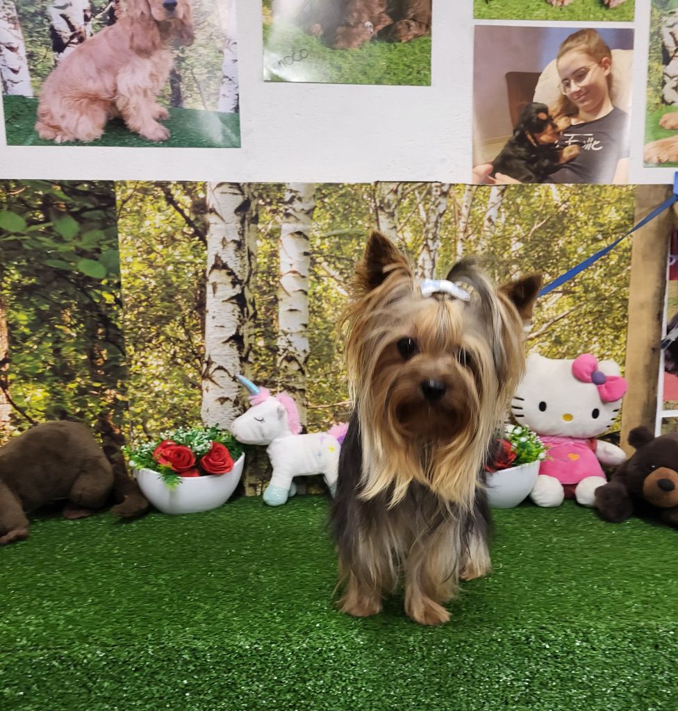 Végas Des Petits Landais