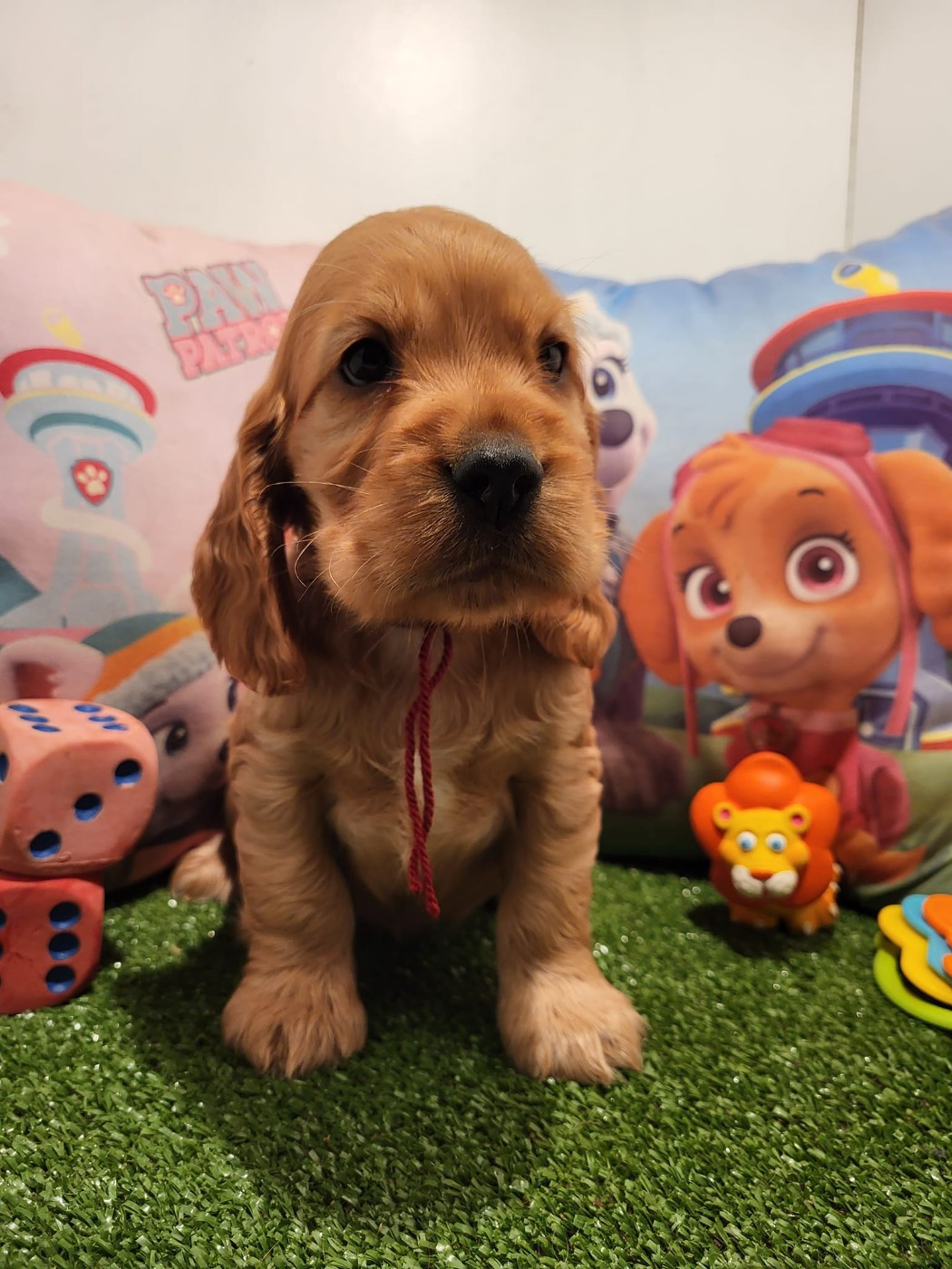 Aston du domaine de Std Gladyce