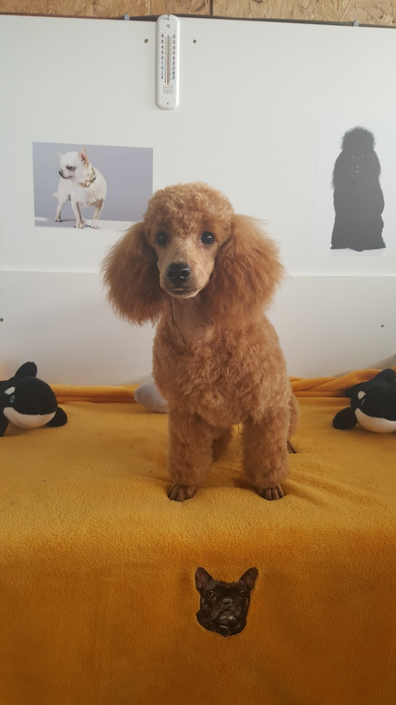 anatomic-girl du domaine de Std Gladyce