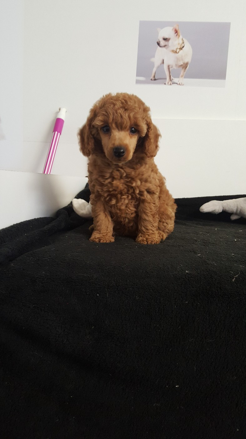 arizona du domaine de Std Gladyce