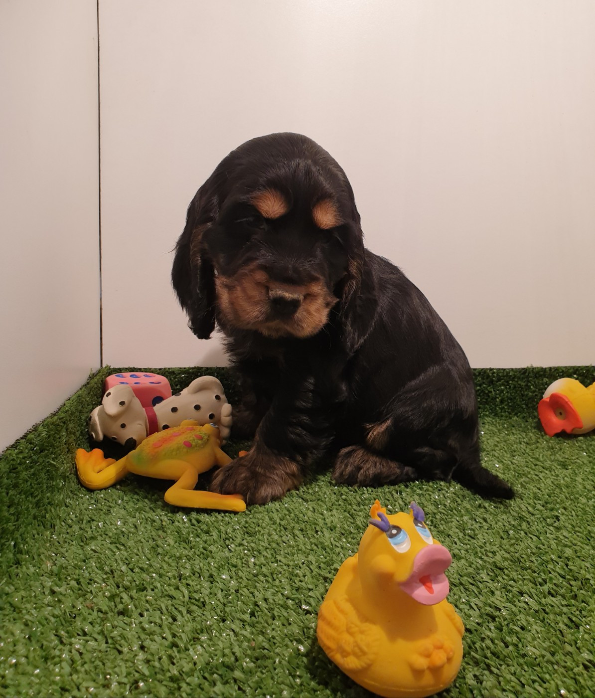 aloa-aloa du domaine de Std Gladyce