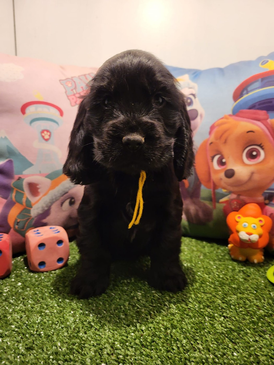 alix du domaine de Std Gladyce