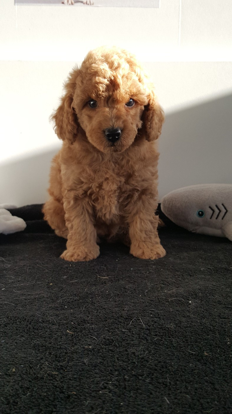 ava gardner du domaine de Std Gladyce