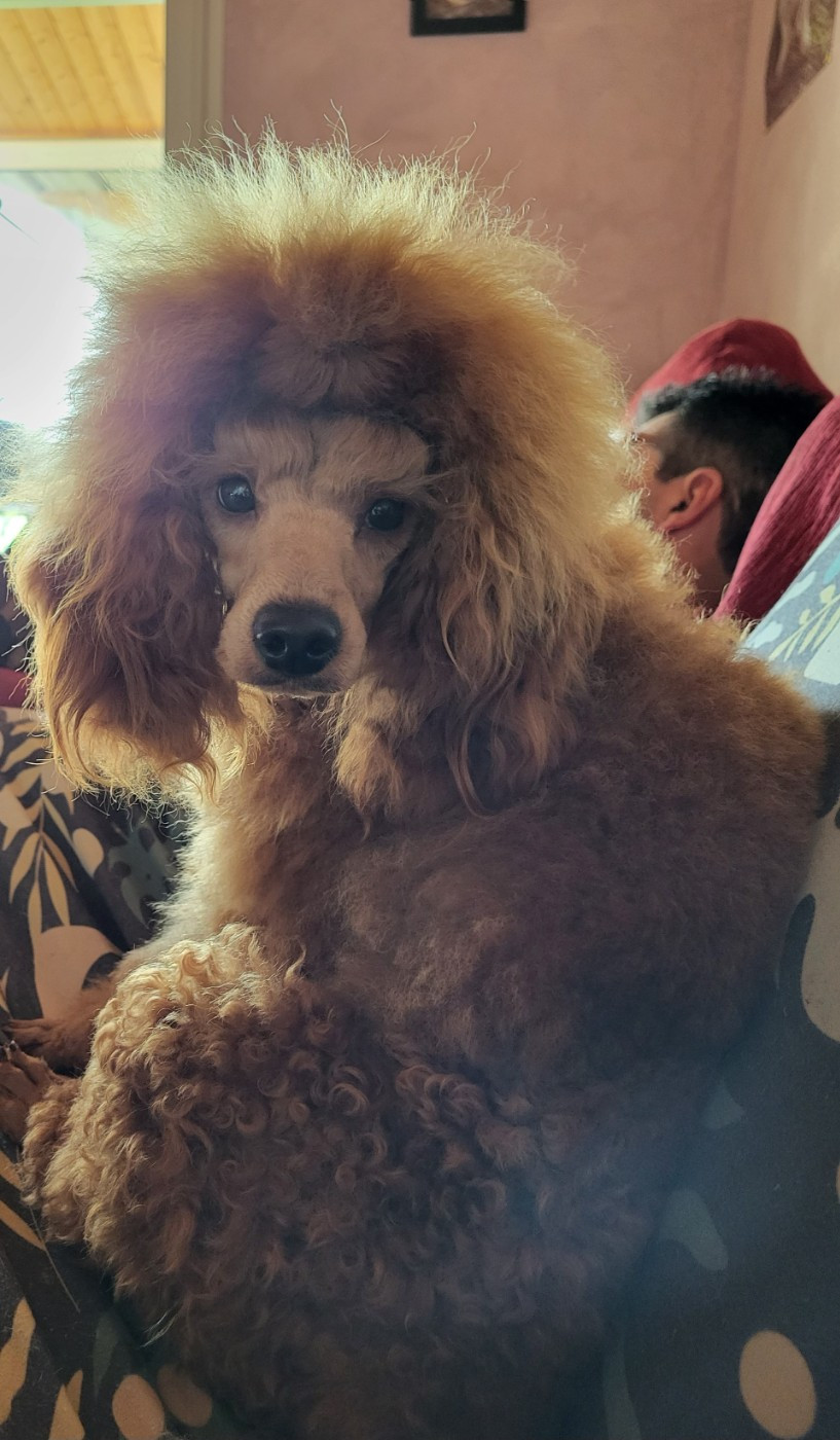 angélina jolie du domaine de Std Gladyce