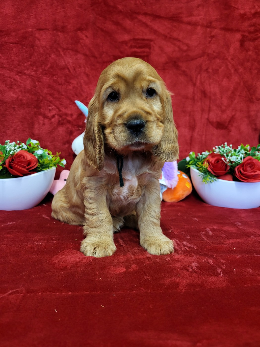 ally du domaine de Std Gladyce