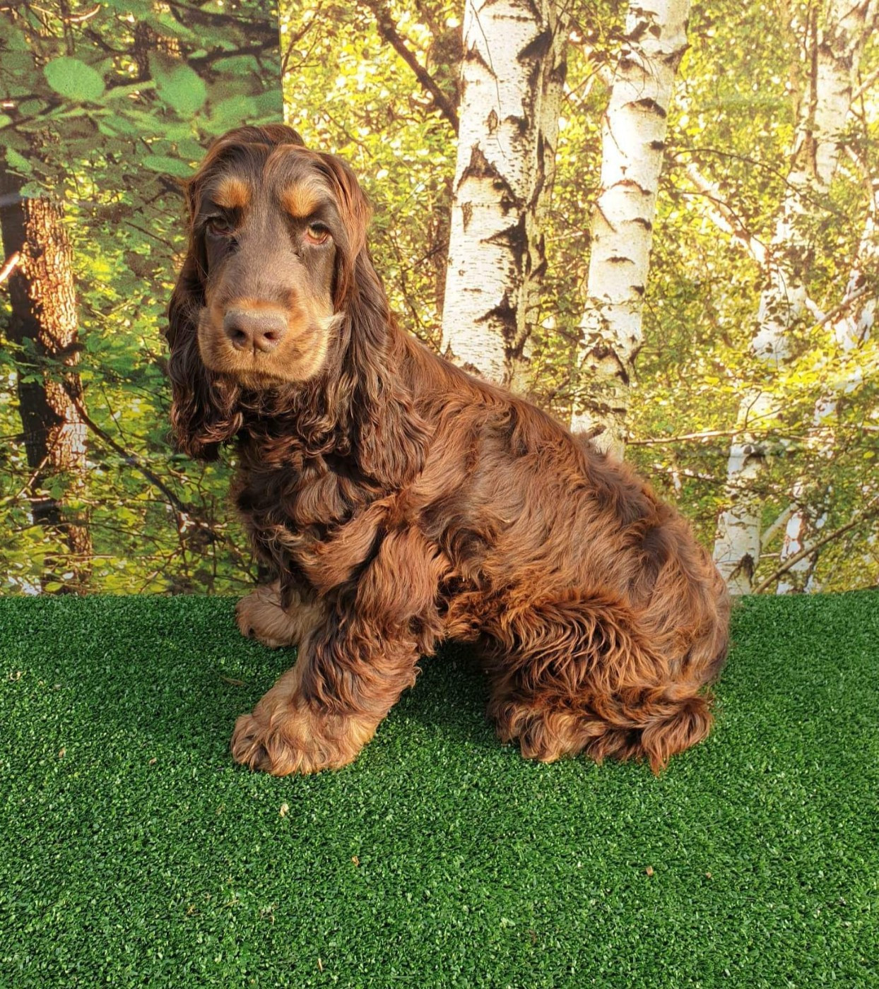 ashley du domaine de Std Gladyce