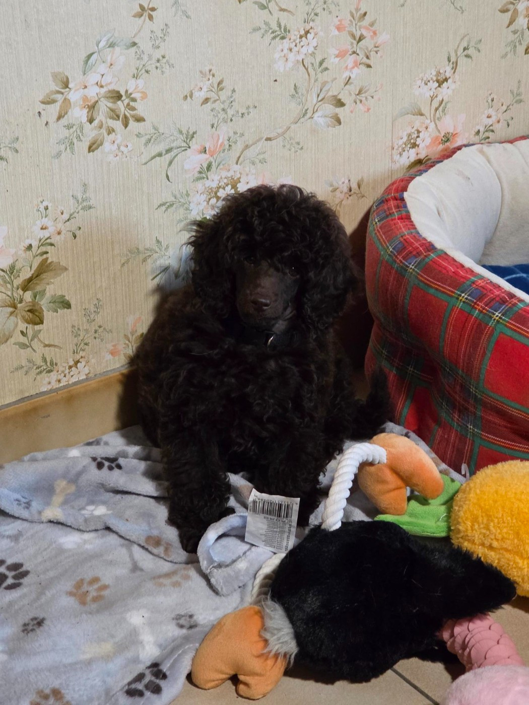 bridgerton à l'Ombre des Magnolias