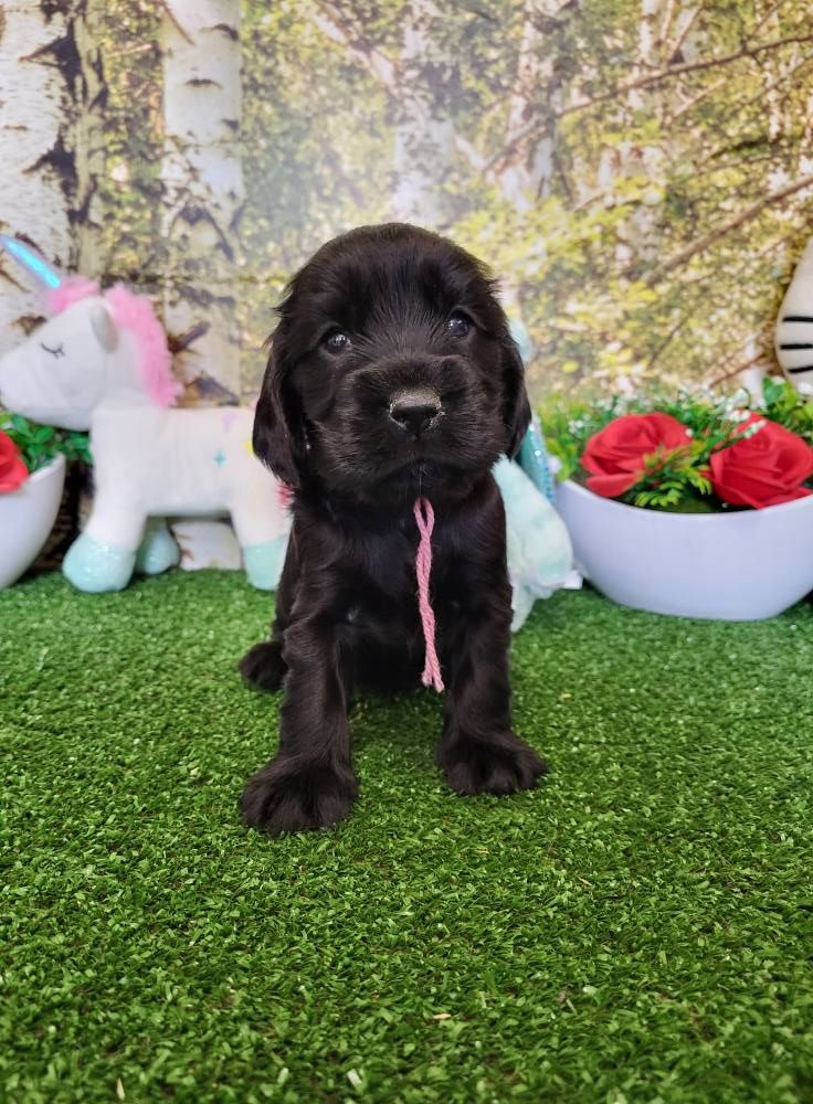 du domaine de Std Gladyce - Chiots disponibles - Cocker Spaniel Anglais