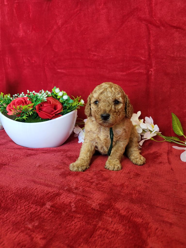 du domaine de Std Gladyce - Chiots disponibles - Caniche
