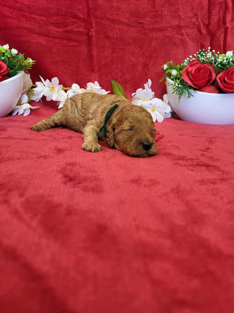 du domaine de Std Gladyce - Chiots disponibles - Caniche