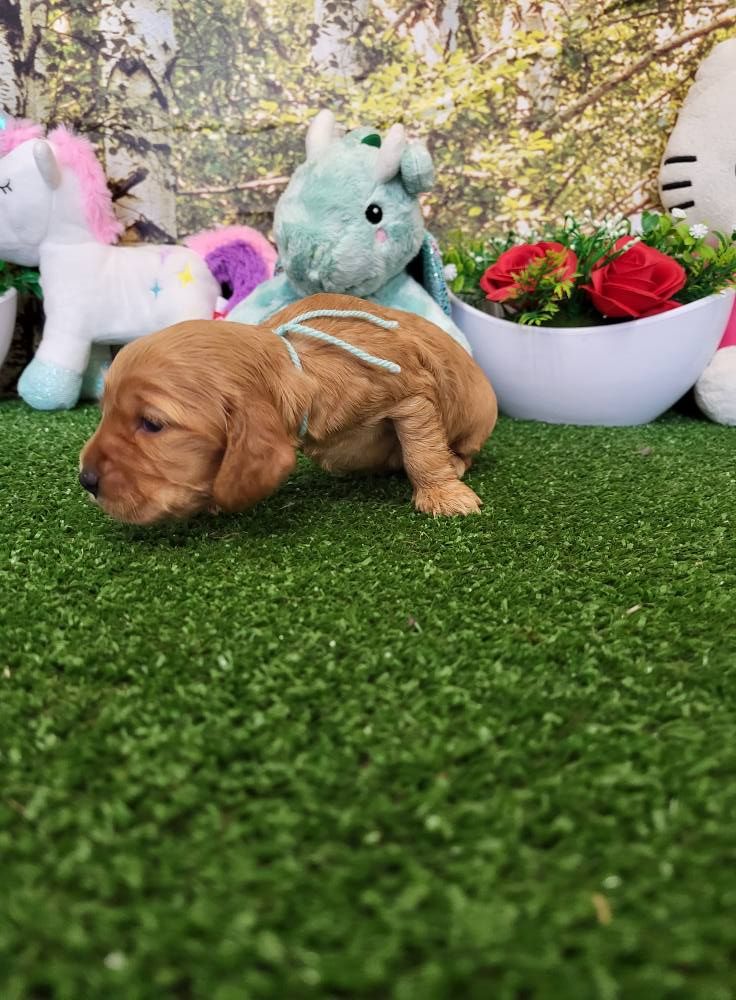 du domaine de Std Gladyce - Chiots disponibles - Cocker Spaniel Anglais