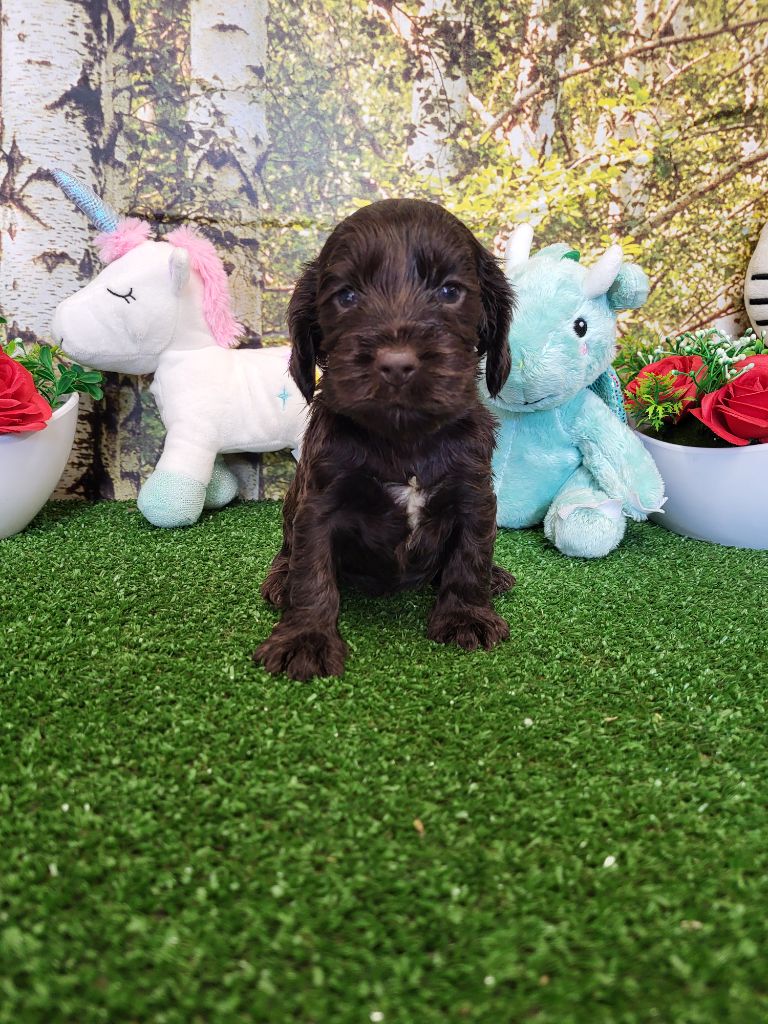 du domaine de Std Gladyce - Chiots disponibles - Cocker Spaniel Anglais