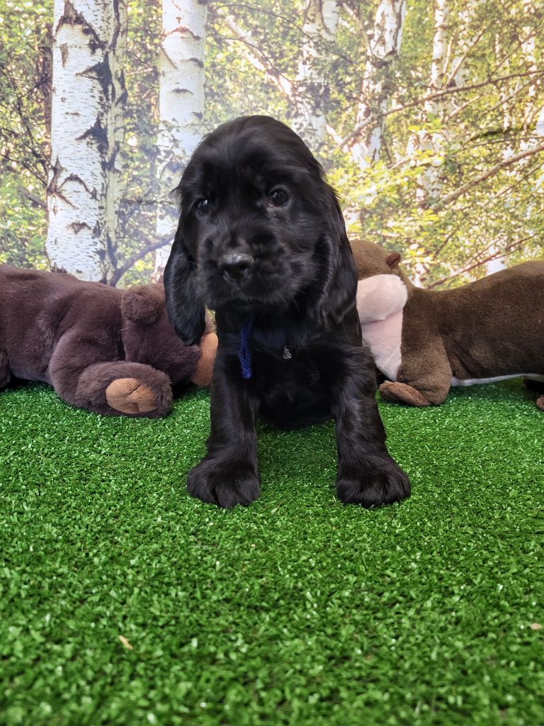 du domaine de Std Gladyce - Chiots disponibles - Cocker Spaniel Anglais