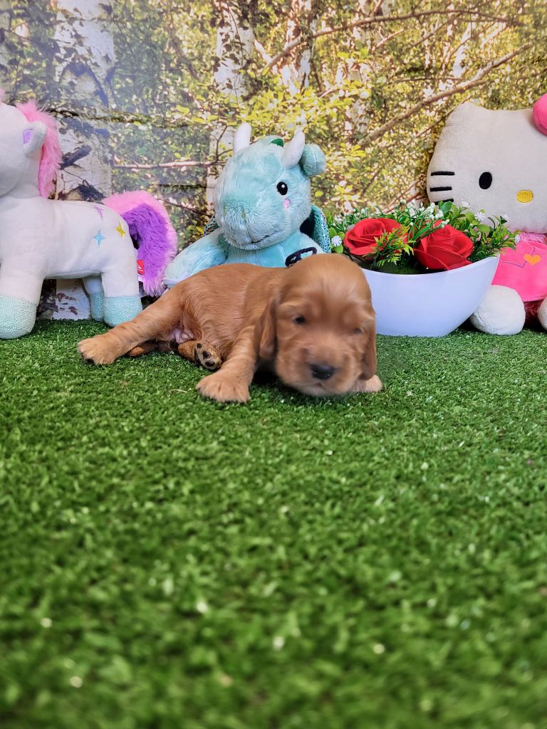 du domaine de Std Gladyce - Chiots disponibles - Cocker Spaniel Anglais