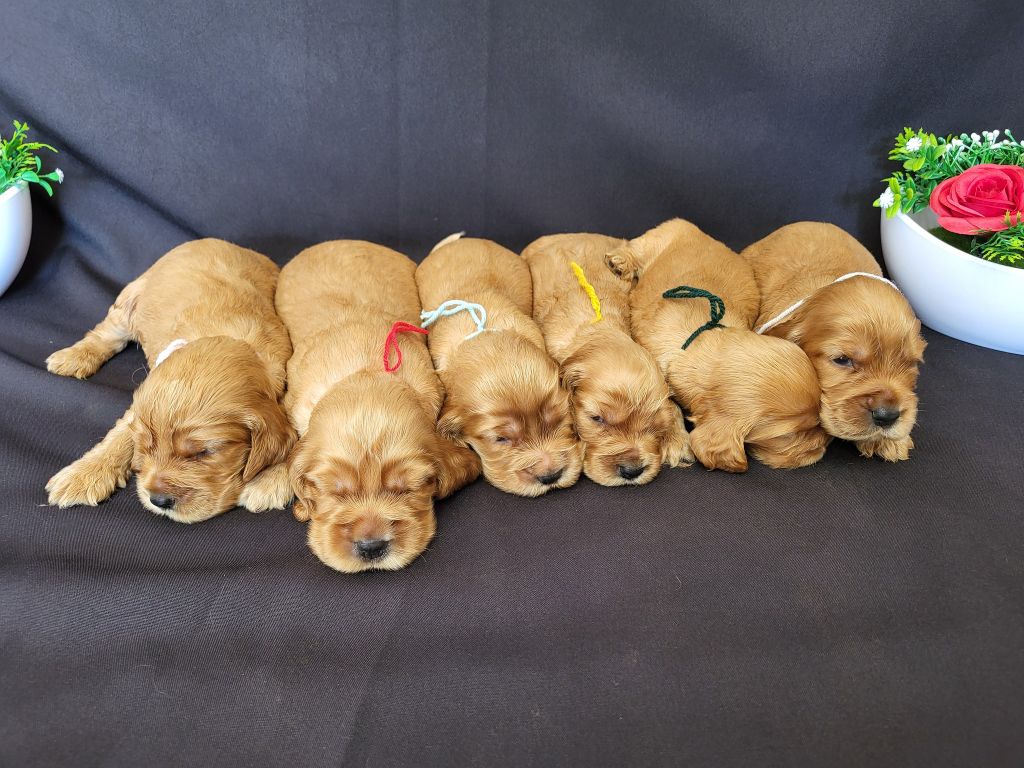 du domaine de Std Gladyce - Chiots disponibles - Cocker Spaniel Anglais