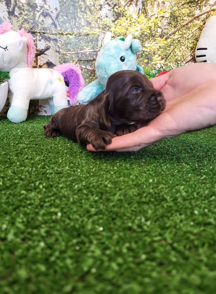 du domaine de Std Gladyce - Chiots disponibles - Cocker Spaniel Anglais