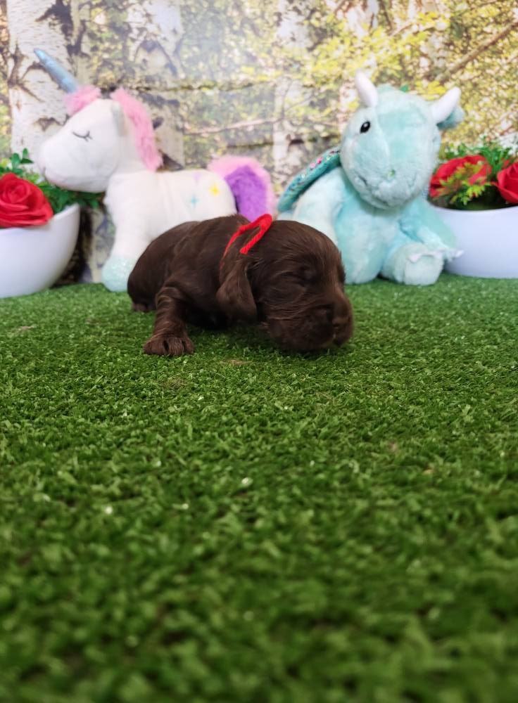 du domaine de Std Gladyce - Chiots disponibles - Cocker Spaniel Anglais