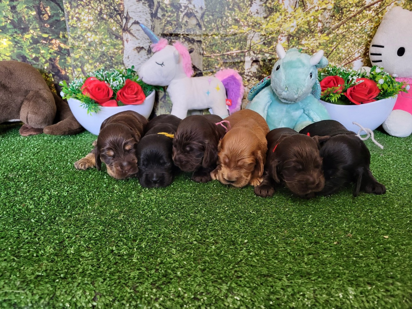 Chiot Cocker Spaniel Anglais du domaine de Std Gladyce