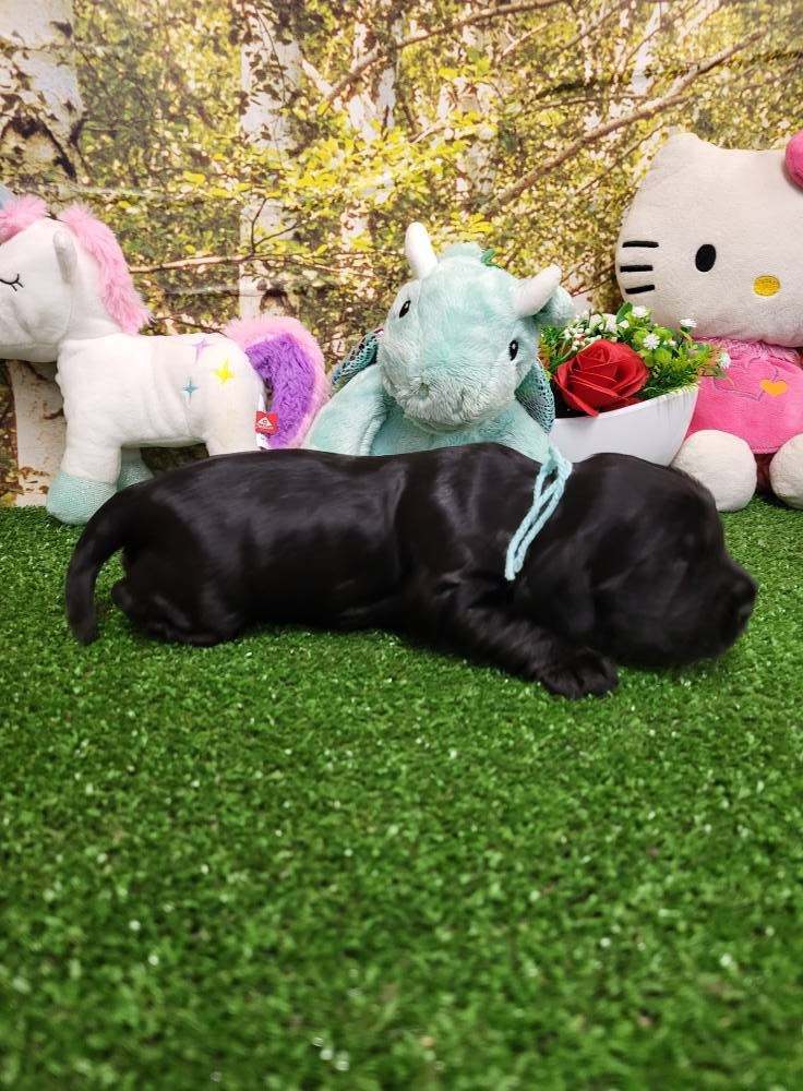 du domaine de Std Gladyce - Chiots disponibles - Cocker Spaniel Anglais