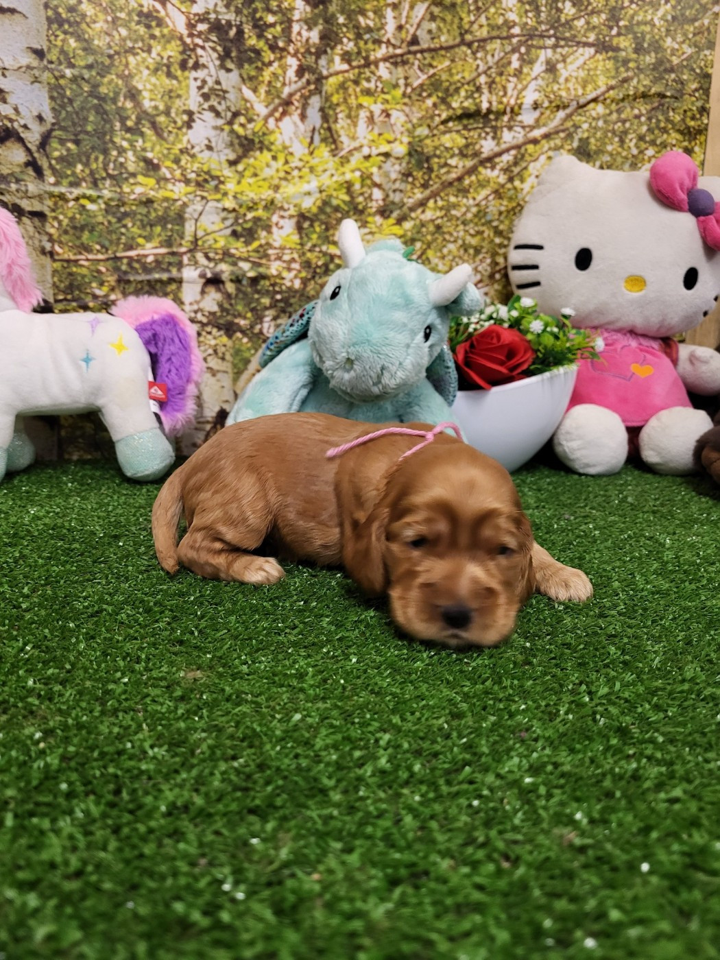 du domaine de Std Gladyce - Chiots disponibles - Cocker Spaniel Anglais