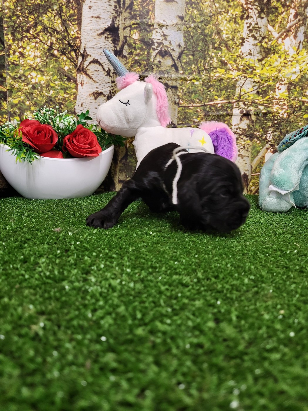 du domaine de Std Gladyce - Chiots disponibles - Cocker Spaniel Anglais