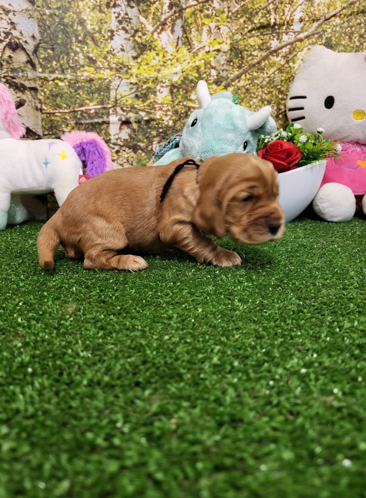 du domaine de Std Gladyce - Chiots disponibles - Cocker Spaniel Anglais