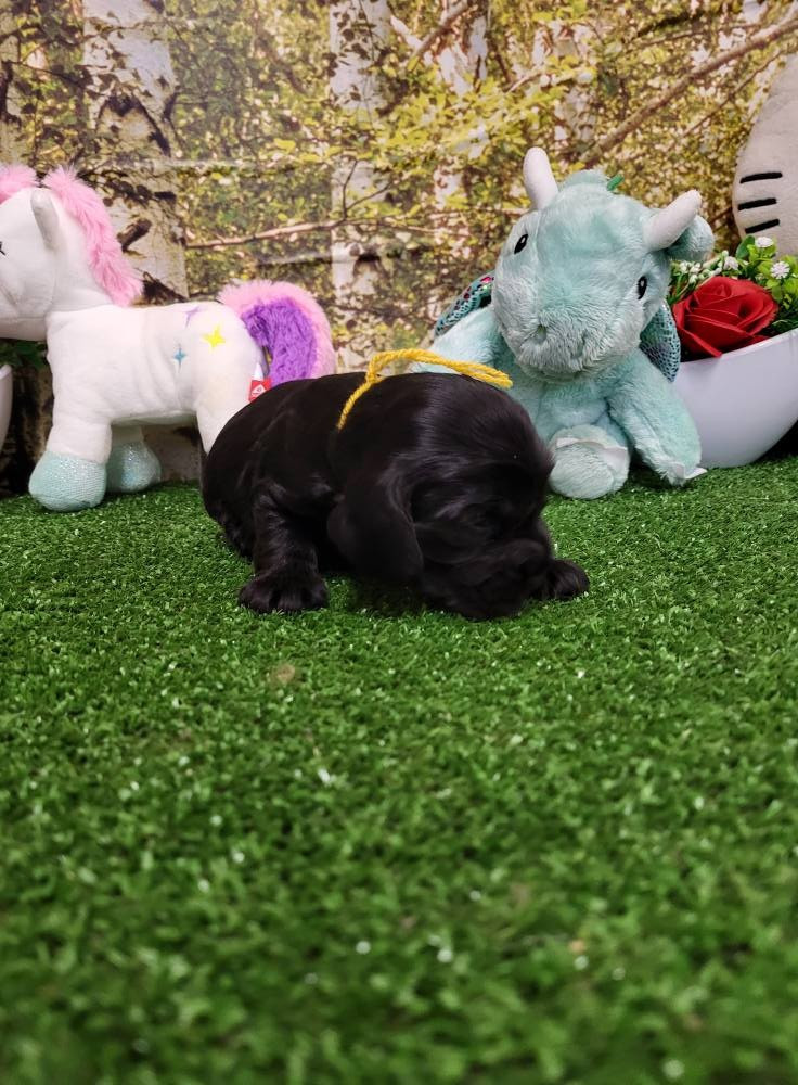 du domaine de Std Gladyce - Chiots disponibles - Cocker Spaniel Anglais