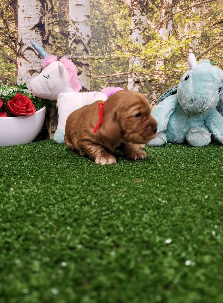 du domaine de Std Gladyce - Chiots disponibles - Cocker Spaniel Anglais