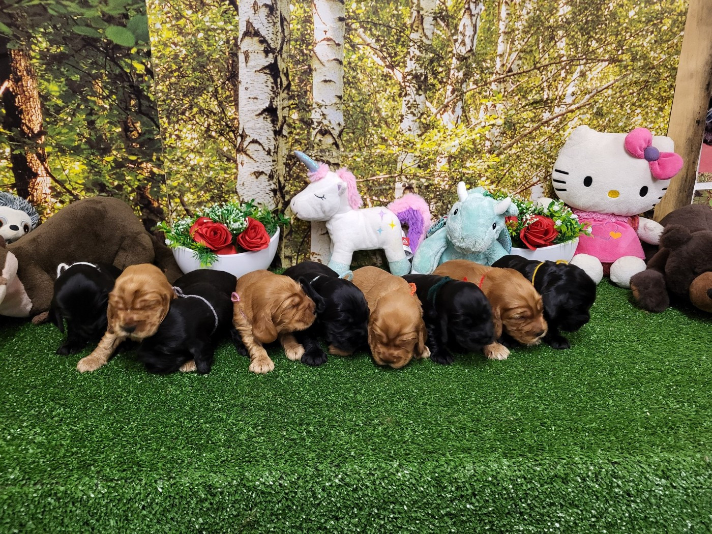 Chiot Cocker Spaniel Anglais du domaine de Std Gladyce