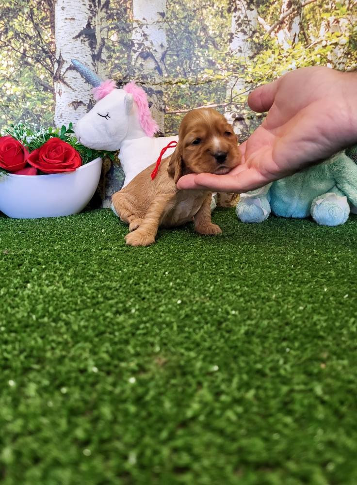 du domaine de Std Gladyce - Chiots disponibles - Cocker Spaniel Anglais