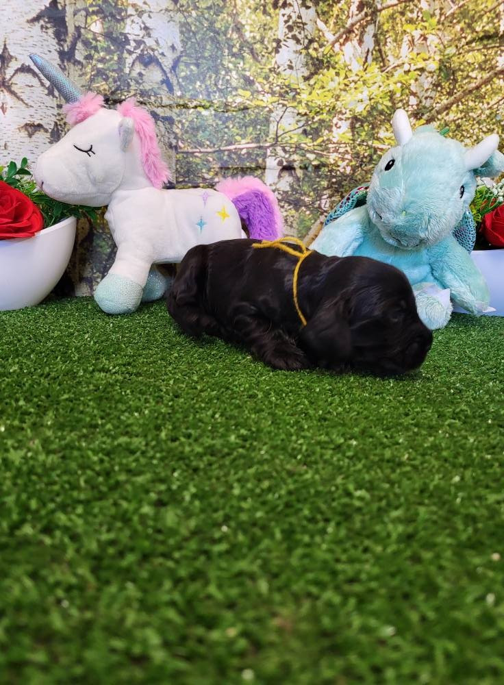 du domaine de Std Gladyce - Chiots disponibles - Cocker Spaniel Anglais