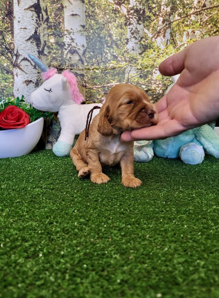 du domaine de Std Gladyce - Chiots disponibles - Cocker Spaniel Anglais